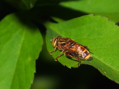 Eristalinus paria