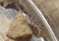 Armadilloniscus holmesi