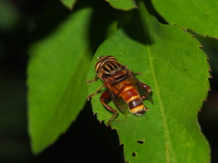 Eristalinus paria