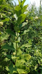 Asclepias syriaca