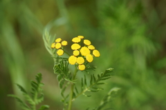 Tanacetum vulgare boreale
