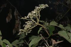 Viburnum mullaha