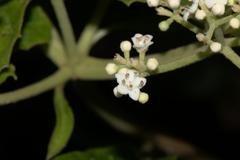Viburnum mullaha