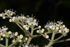 Viburnum mullaha