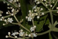 Viburnum mullaha