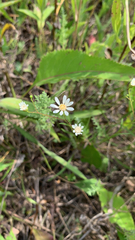 Solidago ptarmicoides