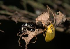 Plagiosterna chlorina