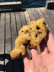 Halichondria bowerbanki