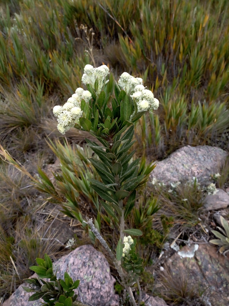 Verbesina baccharidea