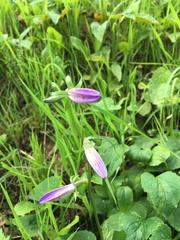 Campanula rapunculoides