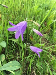 Campanula rapunculoides