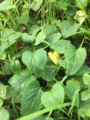 Campanula rapunculoides