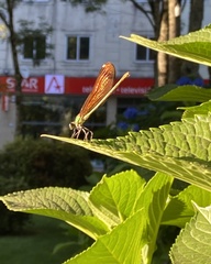Calopteryx haemorrhoidalis