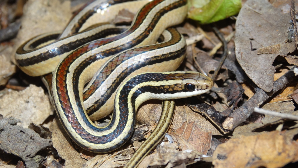 Lema's Ground Snake