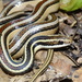 Lema's Ground Snake - Photo (c) Frederico Acaz Sonntag, some rights reserved (CC BY-NC), uploaded by Frederico Acaz Sonntag