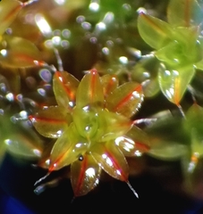 Syntrichia laevipila