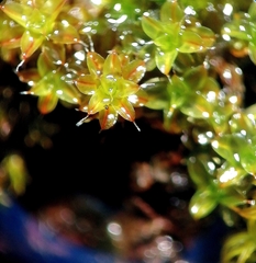 Syntrichia laevipila