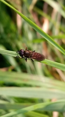 Pyrophaena granditarsis