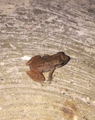 Eleutherodactylus cystignathoides