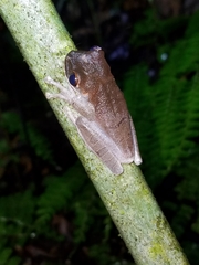 Osteocephalus planiceps