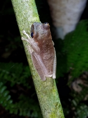 Osteocephalus planiceps