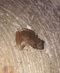 Eleutherodactylus cystignathoides