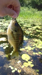 Lepomis macrochirus macrochirus