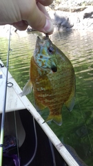 Lepomis gibbosus × macrochirus