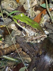 Lithobates palmipes