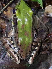 Lithobates palmipes