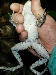 Lithobates palmipes
