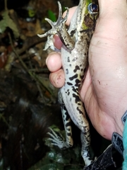 Lithobates palmipes