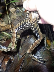Lithobates palmipes