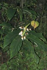 Hedychium spicatum