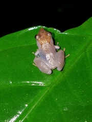 Pristimantis kichwarum