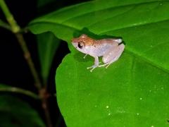 Pristimantis kichwarum