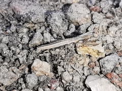 Geomantis larvoides