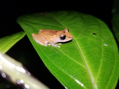 Pristimantis kichwarum