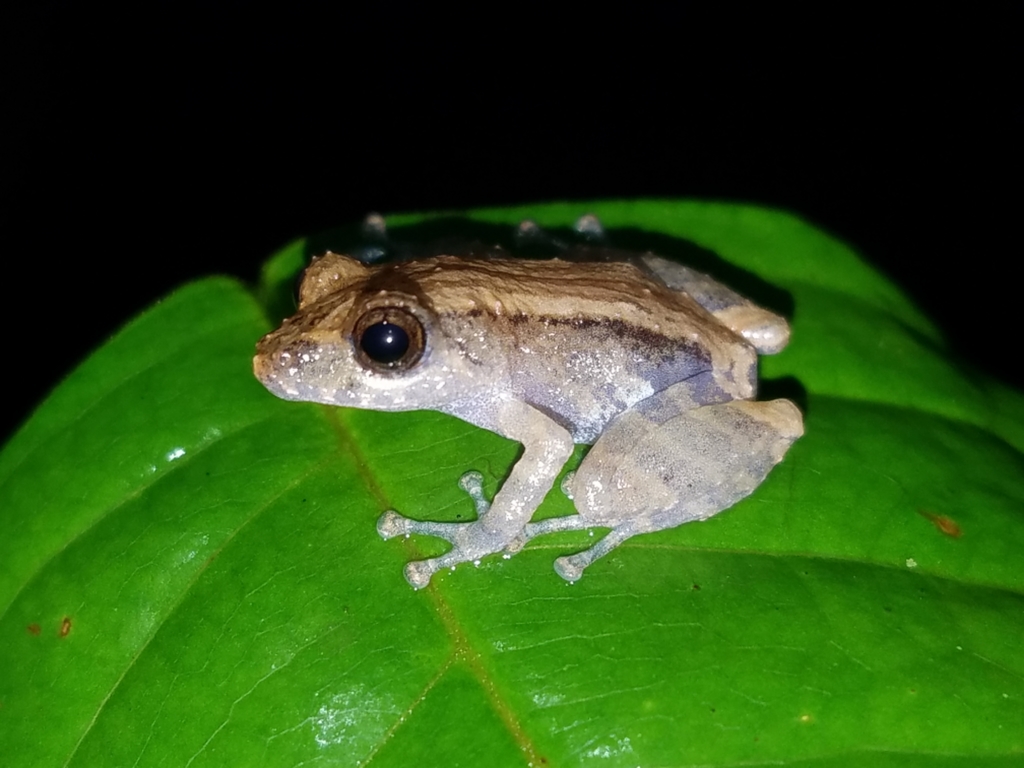 Andersson Robber Frog