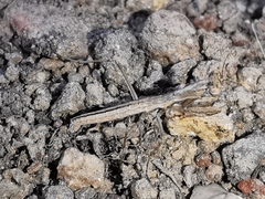 Geomantis larvoides