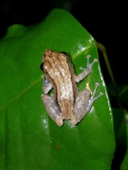 Pristimantis brevicrus
