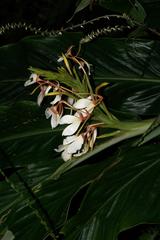 Hedychium spicatum