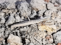 Geomantis larvoides