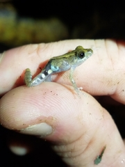 Pristimantis brevicrus