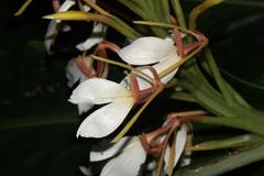 Hedychium spicatum