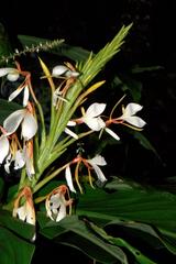 Hedychium spicatum