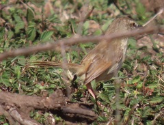 Prinia subflava affinis