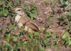 Prinia subflava affinis