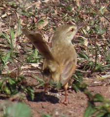 Prinia subflava affinis