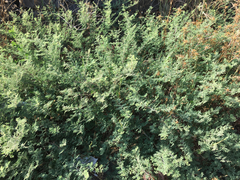 Prosopis farcta